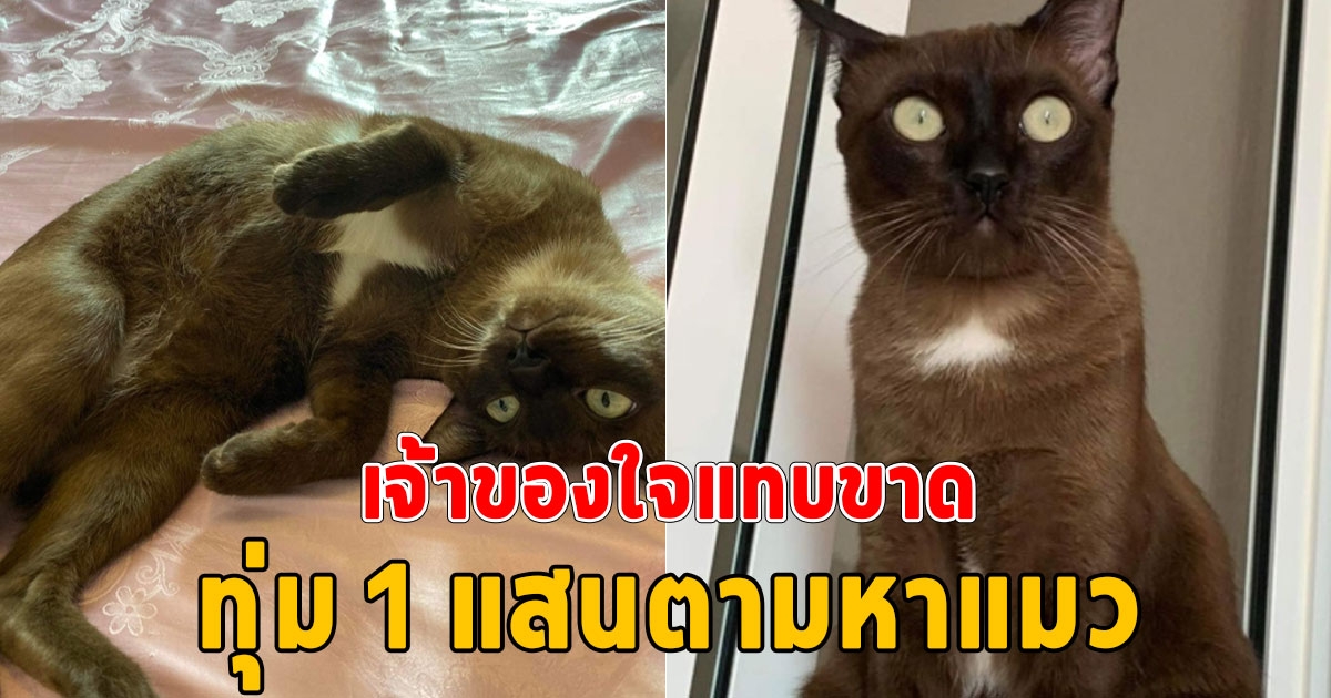 เจ้าของใจจะขาด ประกาศตามหาแมวสุดรัก ใครเจอน้อง รับทันที 1 แสน