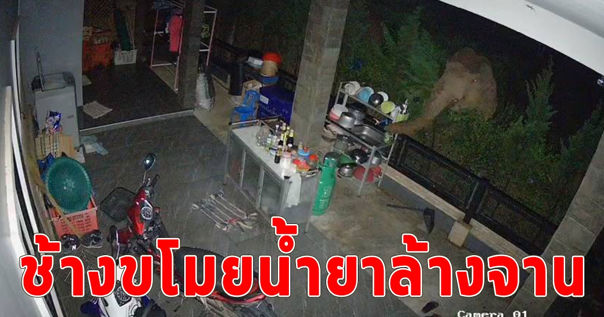 หลักฐานชัดมาก ช้างป่าภูหลวงบุกโรงครัวชาวบ้านใช้งวงหยิบน้ำยาล้างจานไป