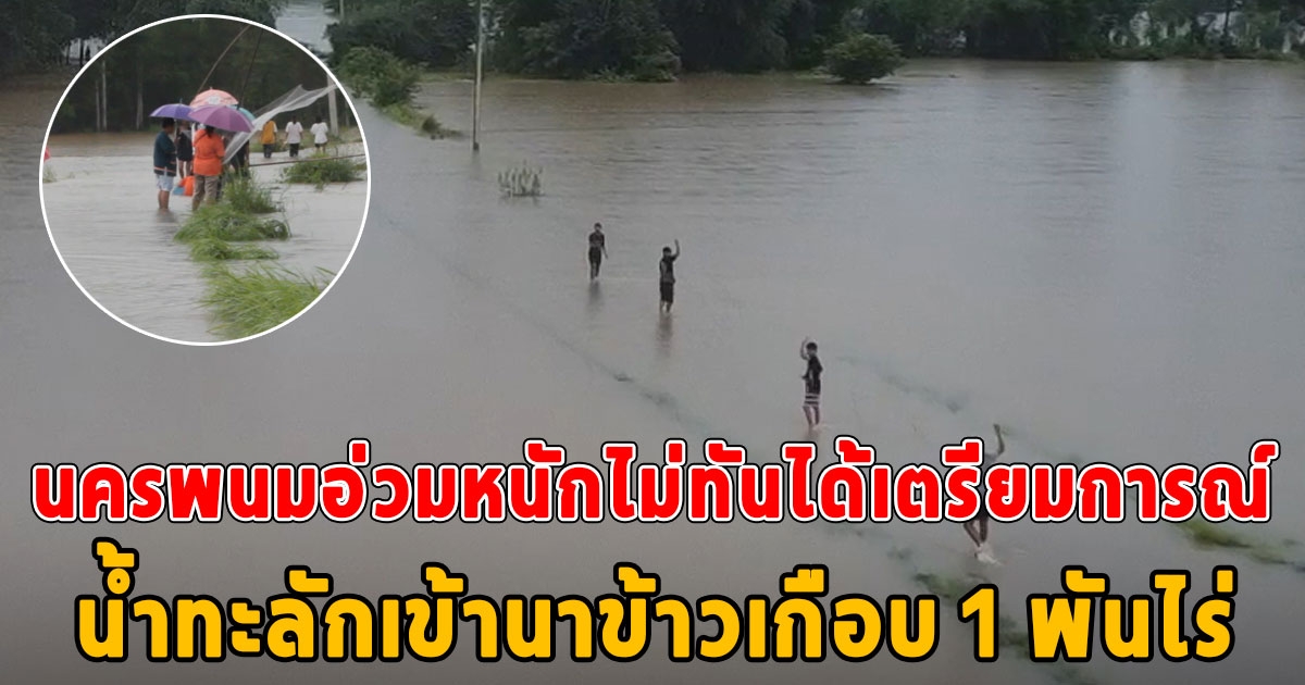 ฝนถล่มนครพนมหนักสุดในรอบปี น้ำป่าทะลักท่วมพื้นที่เกษตรข้าวนาปี เกือบพันไร่ แต่ชาวบ้านพลิกวิกฤตเป็นโอกาส