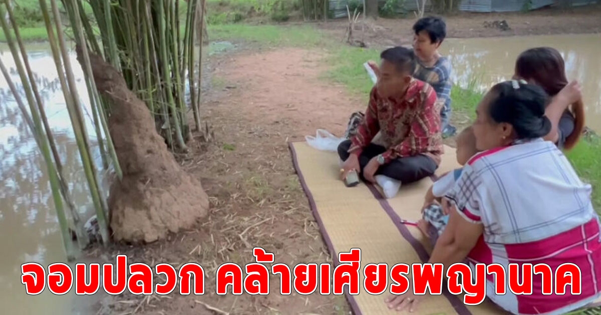 ตาดีได้เลข แห่ไหว้ จอมปลวก คล้ายเศียรพญานาค