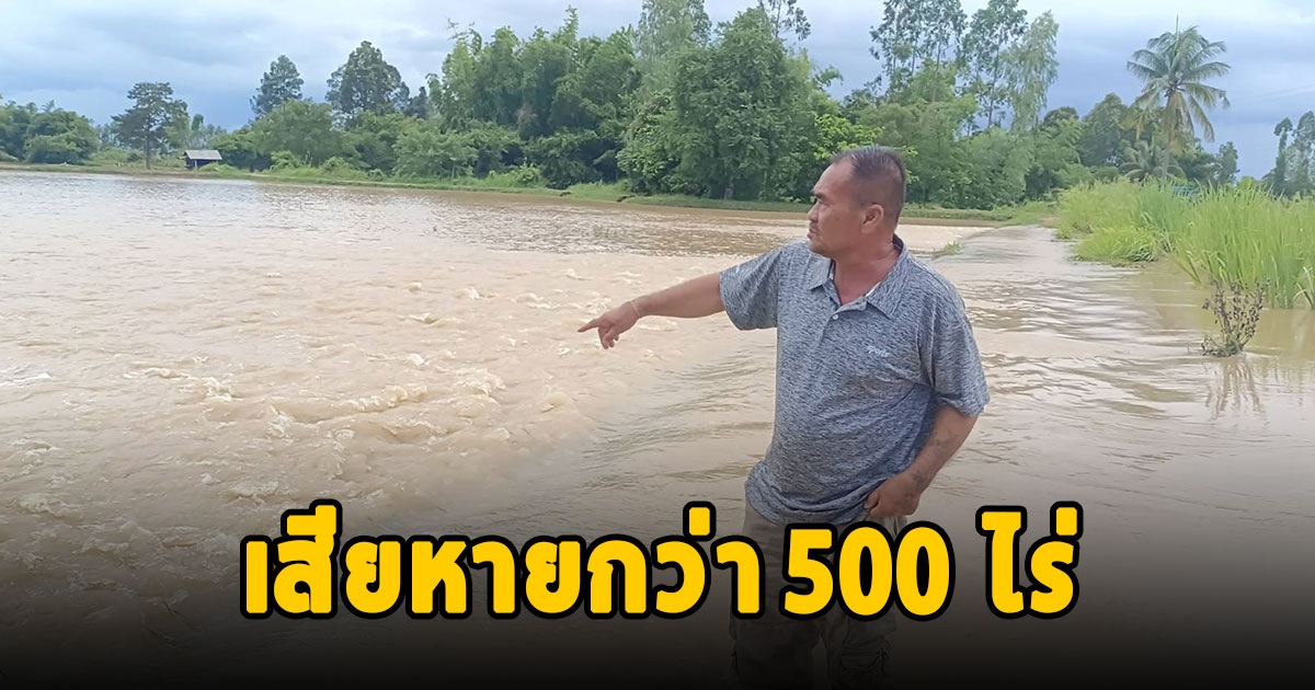 น้ำป่าจากเทือกเขาภูแลนคาทะลักท่วมนาข้าวของชาวบ้าน เสียหายกว่า 500 ไร่